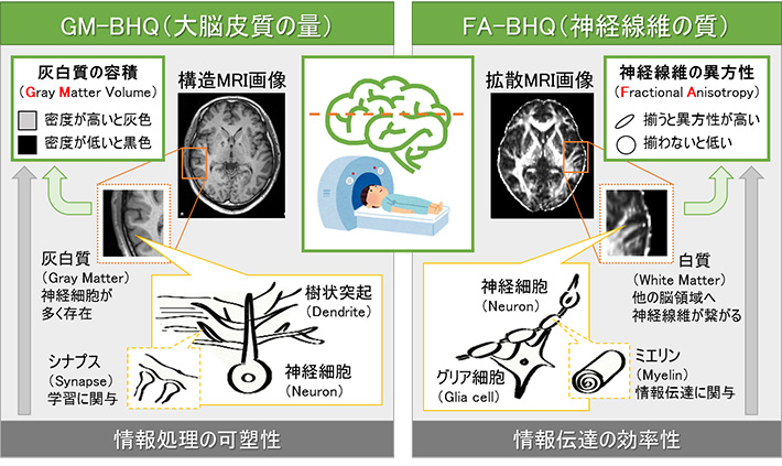 脳の健康指標（BHQ）について評価