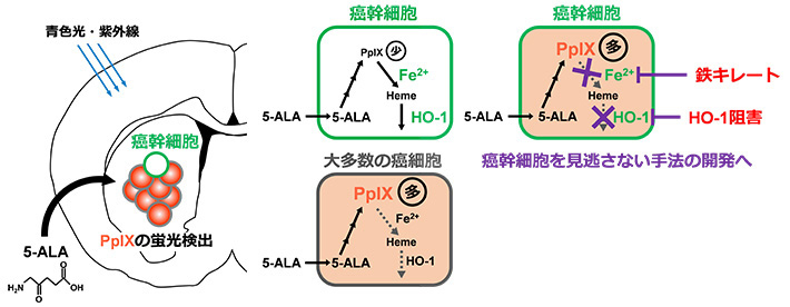 癌幹細胞に特異的なALA-PplX代謝と検出法の改良の可能性