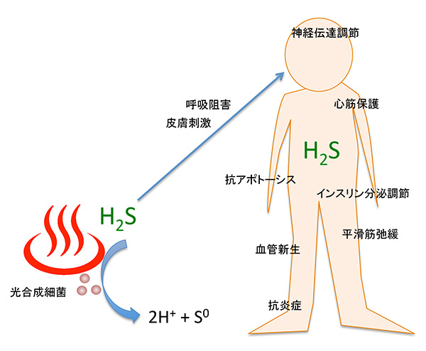 硫化水素の生理作用