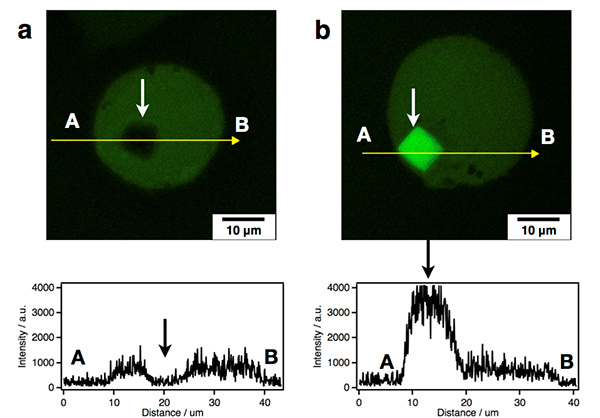 共焦点顕微鏡観察による細胞内で合成した野生型（a）、変異体（b）結晶への蛍光色素の吸着。上図は1細胞の蛍光イメージ、下図はAからBの蛍光強度。