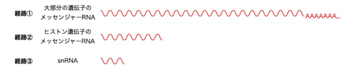 RNAポリメラーゼIIによって作られる3種類のRNA