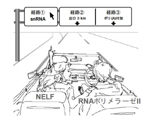 NELFはプロセシングの経路の選択に関わっている