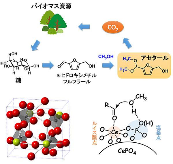 （上）CePO4による糖由来化合物5-ヒドロキシメチルフルフラールの選択的アセタール化反応。（左下）CePO4の構造（黄緑色、灰色、赤色の球はそれぞれセリウム、リン、酸素原子を示している）。（右下）CePO4上の活性サイトと反応分子の同時活性化の模式図。