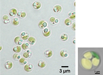 オイル高生産藻ナンノクロロプシス