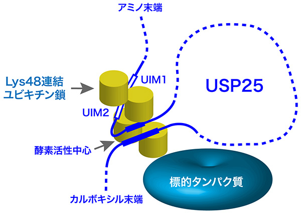 USP25の基質特異性の獲得機構（モデル）