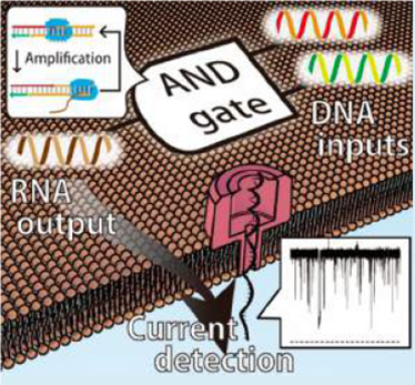 人工細胞膜中に再構成したナノポアタンパク質によりDNA演算分子を検出する。入力のDNA分子を変換しRNA分子として出力、その後ナノポアを通過するRNA分子の情報を電気的に取り出した。