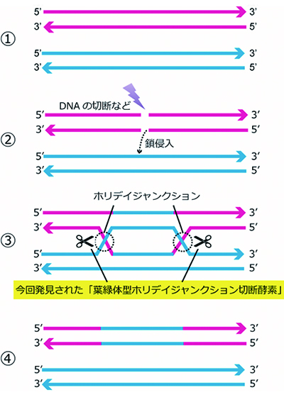 DNA相同組換えとホリデイジャンクション形成過程の模式図