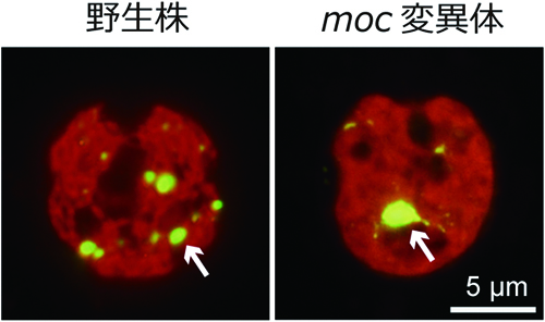 野生株（左）とmoc変異体（右）の葉緑体（黄）