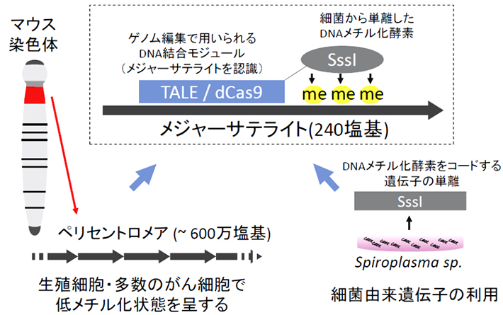 本研究におけるエピゲノム編集の概要