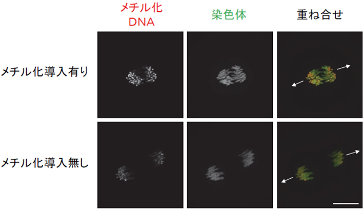 受精卵の分裂期染色体におけるペリセントロメアへのDNAメチル化導入