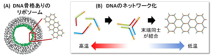 （A）DNA骨格を備えたリポソームの断面像と（B）DNAのネットワーク化を示す模式図
