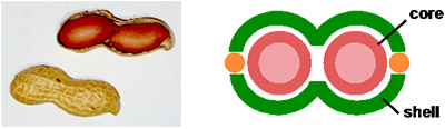 ピーナッツの種と殻とピーナッツ型分子の設計図
