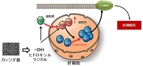 病原性真菌であるカンジダ菌が肝細胞死を引き起こす分子メカニズム