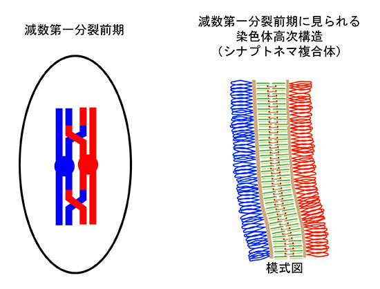 減数第一分裂前期における染色体高次構造。減数第一分裂前期において相同染色体が密着し遺伝情報の交換をするために、染色体は特徴的な高次構造を形成する。この構造体をシナプトネマ複合体という。この構造体においては相同染色体同士がその全長に渡って一定の間隔をおいて密着するので、電車の線路のような構造体が電子顕微鏡による観察で認められる。