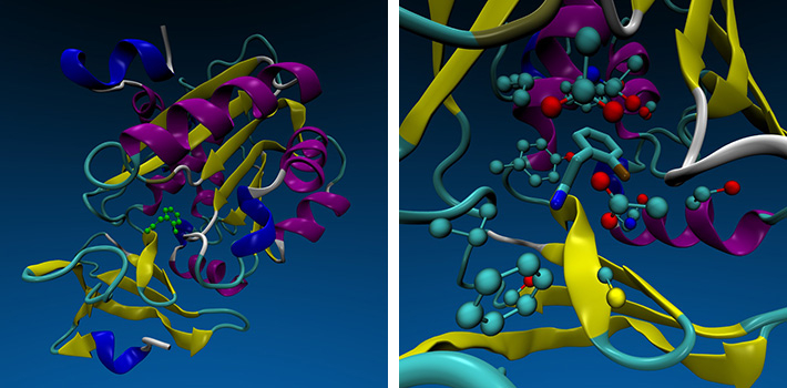 X線結晶構造解析で明らかにした（左）スペルミジン合成酵素とヒット化合物の全体構造及び（右）ヒット化合物が結合する部位の拡大
