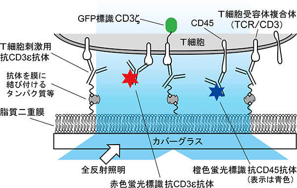 T細胞活性化のシグナル伝達分子動態を可視化するための観察方法