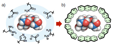（a）水素結合部位を持つ生体ポケット空間と（b）芳香環に囲まれた人工ナノ空間（本研究の戦略）による糖分子の内包の模式図