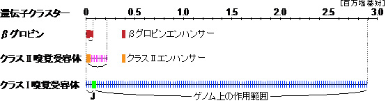 長距離作用性エンハンサーの作用距離の比較