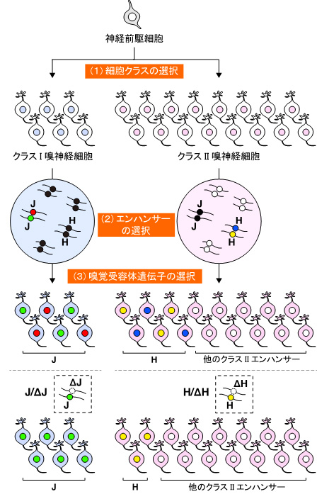 嗅神経細胞における嗅覚受容体遺伝子選択モデル