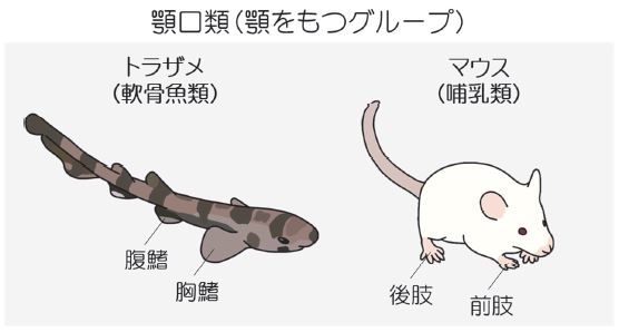 顎口類における対鰭と四肢の模式図。