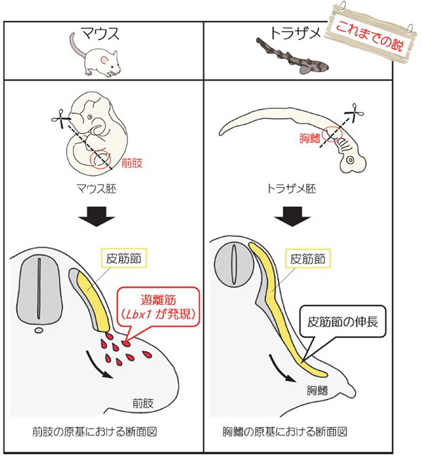 これまで考えられてきた軟骨魚類における対鰭筋の発生様式。