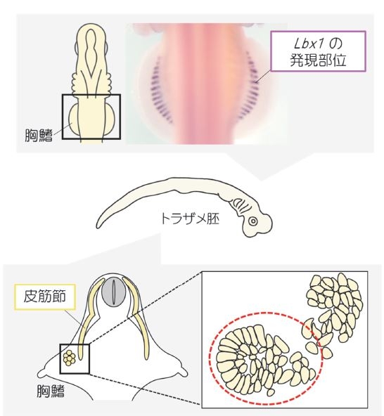 トラザメ胚の対鰭におけるLbx1の発現解析（上）および対鰭筋発生様式の模式図（下）