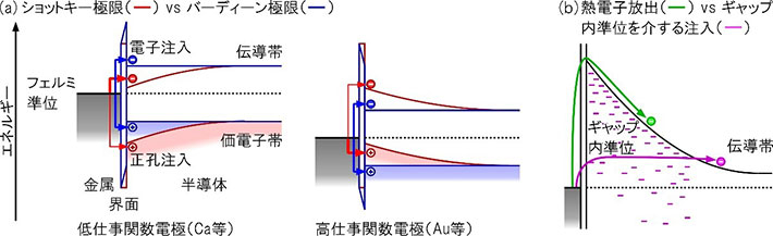 新しい電極の正孔と電子の注入機構。（a）有機半導体では注入障壁の大きさが電極の仕事関数に依存する（ショットキー極限）傾向にあるが、新しい電極ではギャップ内準位の増加によりフェルミ準位のピン止めが強くなるため、注入障壁が電極材料に依存しないバーディーン極限に近づく。（b）多結晶有機半導体層中に生じるバンドギャップ内準位を介した注入により、ショットキー障壁を乗り越える熱電子放出機構より注入障壁が小さくなる。