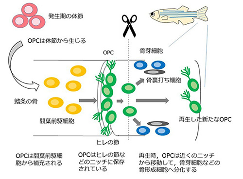 ゼブラフィッシュにおける骨芽前駆細胞（OPC）の源と骨再生