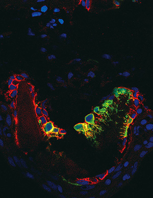 ゼブラフィッシュのヒレの節のニッチにおける骨芽前駆細胞（一部を緑で標識）。骨系列細胞のマーカー（赤）、細胞核（青）。骨芽前駆細胞は、樹状突起を持つ独特な形状と骨系列細胞のマーカーを発現している