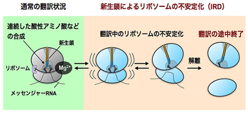 新たに合成されてきたタンパク質によるリボソームの不安定化と合成の途中終了