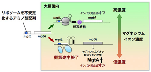 新生鎖に依存したリボソーム不安定化による細胞内マグネシウムイオン感知機構