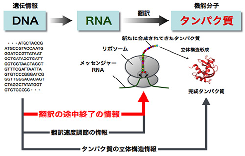 生命のセントラルドグマにおけるリボソーム不安定化現象の位置付け