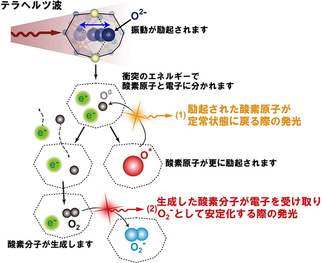 第一原理計算で予測したテラヘルツ波に誘起されるC12A7の籠の中での酸素イオンの運動。籠の長軸方向に振動します。C12A7の内壁に繰り返し衝突することにより、酸素イオンが発光に必要十分なエネルギーを蓄積し、酸素原子と電子に分かれます。（1）酸素原子は更に励起され、定常状態に戻る際に発光します。（2）酸素原子同士が結合し、酸素分子を形成します。C12A7のケージ内では中性のO2よりもO2-になった方が安定なので電子と結合します。その際に発光します。