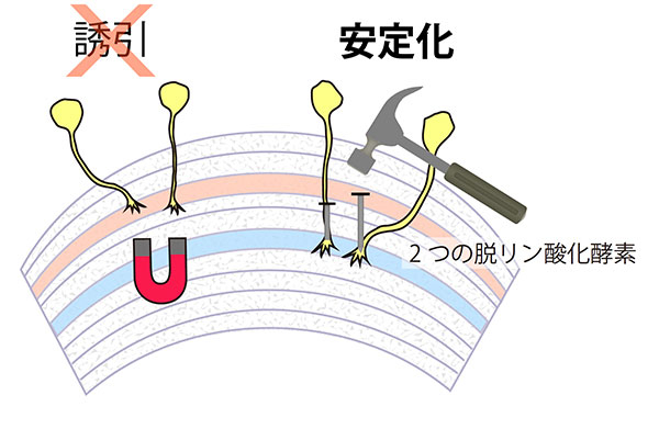 2つの脱リン酸化酵素の機能は「軸索の安定化」