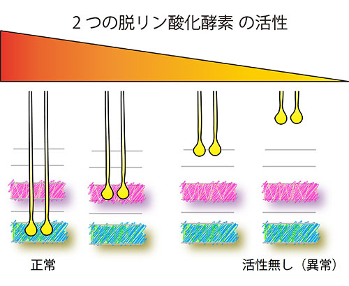 2つの脱リン酸化酵素の「活性」と軸索安定化層の「深さ」との関係