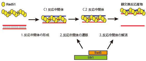 Swi5-Sfr1複合体によるDNA鎖交換反応の促進モデル