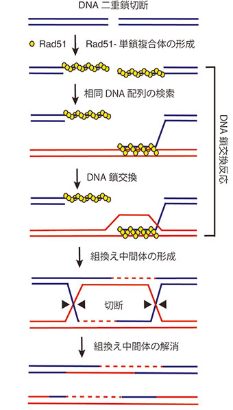 相同組換えのDNA鎖交換の素過程を世界で初めて解明