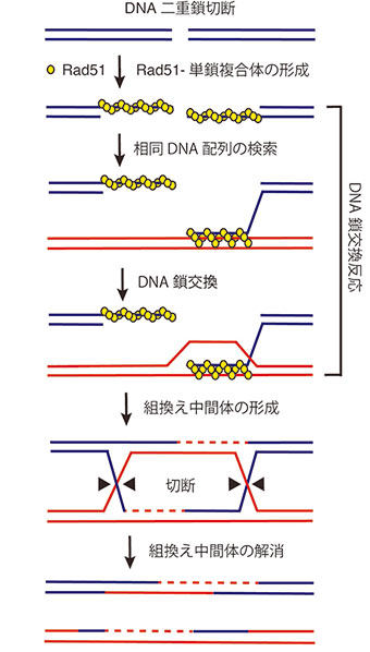 非相同末端結合