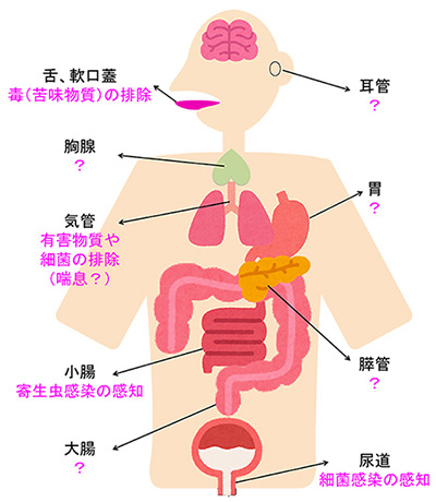 図2. Trpm5陽性化学感覚細胞が分布する全身の器官と生体防御反応 舌や軟口蓋にある味細胞をはじめとしたTrpm5化学感覚細胞は、体中の各器官に存在する。これまでにTrpm5化学感覚細胞が関与する生体防御反応を図中に記した。「？」マークは機能が未解明の器官である。Skn-1aノックアウトマウスは、化学感覚細胞が関わる生体防御反応の全容解明のためのモデル動物になると考えられる。