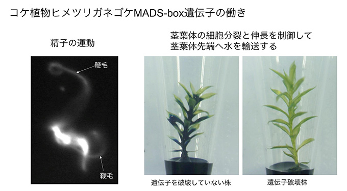 コケ植物ヒメツリガネゴケMADS-box遺伝子は精子の運動と、茎葉体の細胞分裂と伸長を制御して茎葉体先端への水輸送の機能を持っていた。