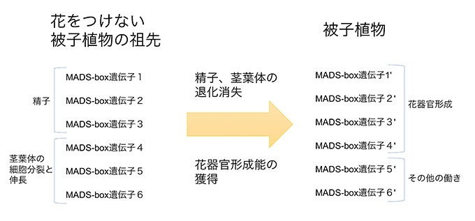 今回の研究から推定されるMADS-box遺伝子の進化