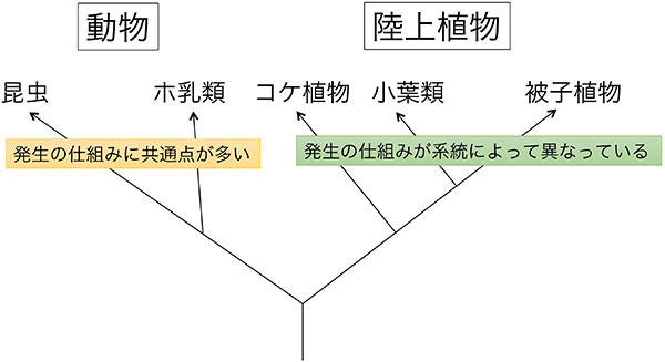 動物と陸上植物では発生の進化の仕方が異なる