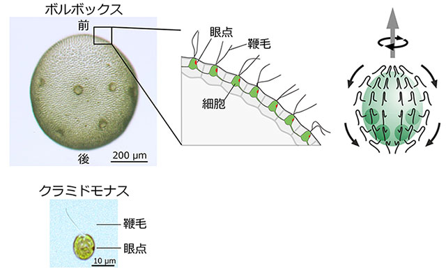図1. 左上：ボルボックス・ルーセレティの顕微鏡像と模式図。右：ボルボックスの細胞から生える鞭毛は全て後ろに向かって（やや傾いて）打つため、個体は自転しながら前進遊泳する。左下：単細胞緑藻クラミドモナスの顕微鏡像。