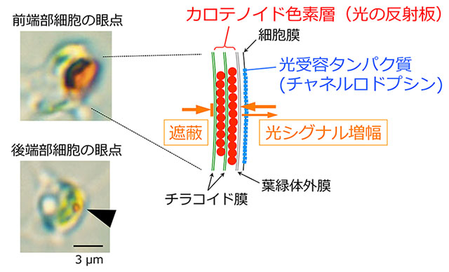 個体前端部付近の細胞（上）と後端部付近の細胞（下）の眼点と、眼点の模式図（右）。チャネルロドプシンとカロテノイド色素層の組み合わせにより、眼点は高い指向性をもった光受容を行う。眼点は前端部細胞では大きく、後端部細胞では小さい。