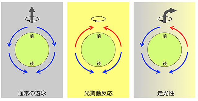 ボルボックス鞭毛が起こす水流の方向。左：通常の遊泳時は全ての鞭毛が前から後ろへの水流を起こし、個体は自転しながら前進遊泳する。中：急に強い光を浴びて光驚動反応を起こすとき、前半球の鞭毛は水流の方向を前向きに逆転させ、後半球の鞭毛は変わらず後ろ向きの水流を起こすため、個体は遊泳を停止し、その場で自転する。右：右から光を浴びて正の走光性を示すとき、前半球の光源側の鞭毛だけが前向きの水流を起こし、他の部分は後ろ向きの水流を起こすため、個体の光源側とその反対側で推進力の不均衡が生じ、個体は右側に舵を切る。