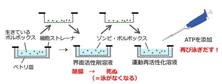 ゾンビ・ボルボックス法の概要。細胞ストレーナ（目の細かいふるい）の上でボルボックスを泳がせる。ふるいを持ち上げて界面活性剤入りの溶液に漬け込むと、ボルボックスは除膜されて死に、泳がなくなる（ゾンビ・ボルボックスになる）。再びふるいを持ち上げて、界面活性剤のない溶液に漬け込み、ATPを添加すると、鞭毛が運動を再開し、ゾンビ・ボルボックスは死んでいるにも関わらず泳ぎだす。