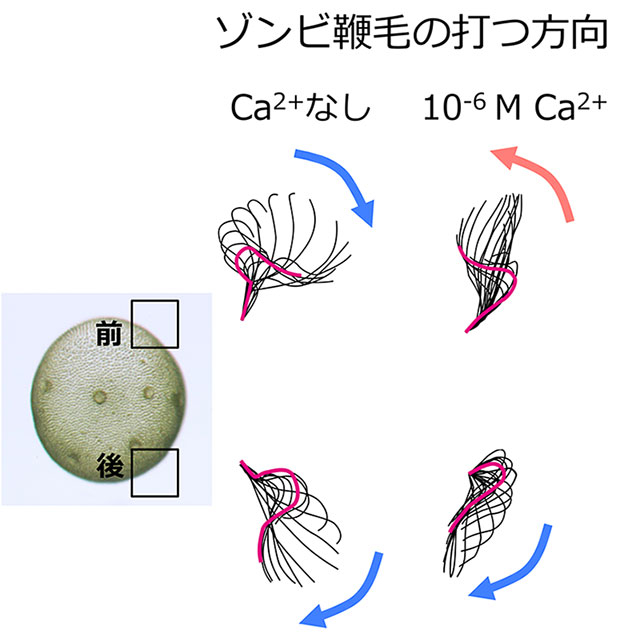 ゾンビ・ボルボックスにATPを添加して鞭毛を運動させる実験の際、溶液中にCa2+を入れない、または入れる条件下で鞭毛の運動方向を観察し、鞭毛打1回分の波形をトレースした。鞭毛が打った方向を矢印で示した。前端部の鞭毛はCa2+がないとき（上段左）は生きている個体の通常遊泳時と同じく後ろ向きに、Ca2+があると（上段右）生きている個体の光受容時と同じく前向きに打った。一方で、後端部の鞭毛はCa2+の有無に関わらず後ろ向きに打った（下段左右）。