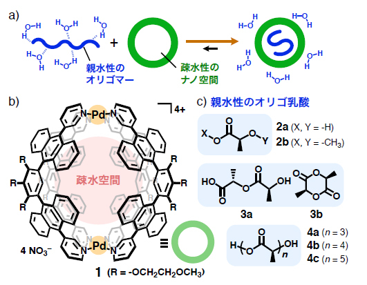 （a）親水性オリゴマーの疎水性ナノ空間への内包（b）疎水空間を有する人工ナノカプセルと（c）親水性の乳酸オリゴマーの構造。