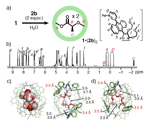 （a）ナノカプセル1による水中での乳酸誘導体2bの内包と、その（b）1H NMRスペクトルおよび（c）X線結晶構造.（d）乳酸4量体4bの内包体のX線結晶構造（赤線：CH-π相互作用、青線：水素結合、外面親水基とカウンターアニオンは省略）