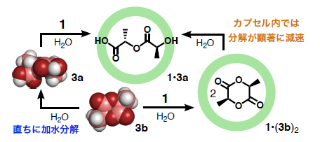 水中における、ナノカプセル1有無によるラクチド（3b）の加水分解挙動の比較